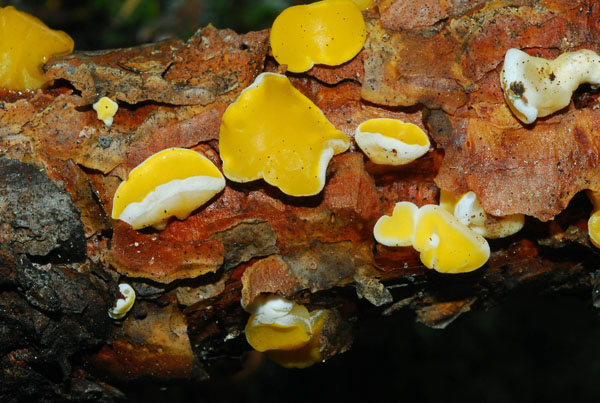 Altro ritrovamento 15.01.10.